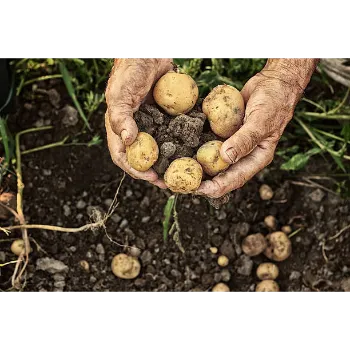 Potato (16)-6625123-36187.webp